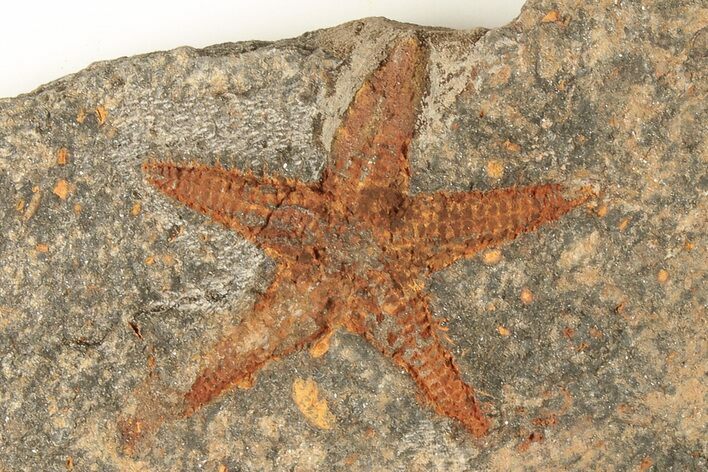 1.6" Ordovician Starfish (Petraster?) Fossil - Morocco